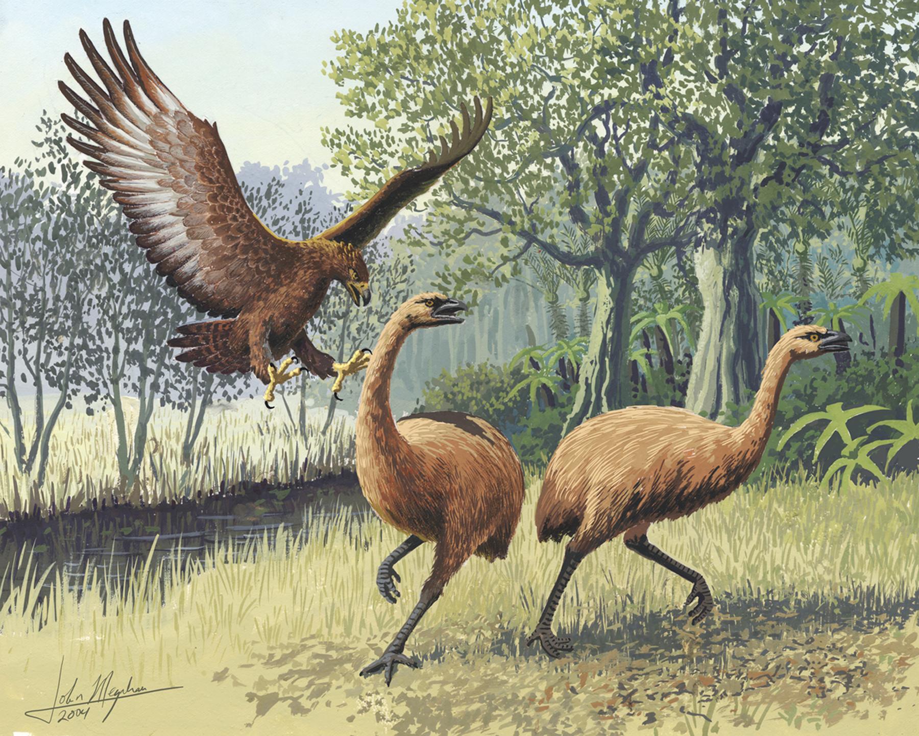 File:Giant Haasts eagle attacking New Zealand moa.jpg - Image of The featured image should contain a